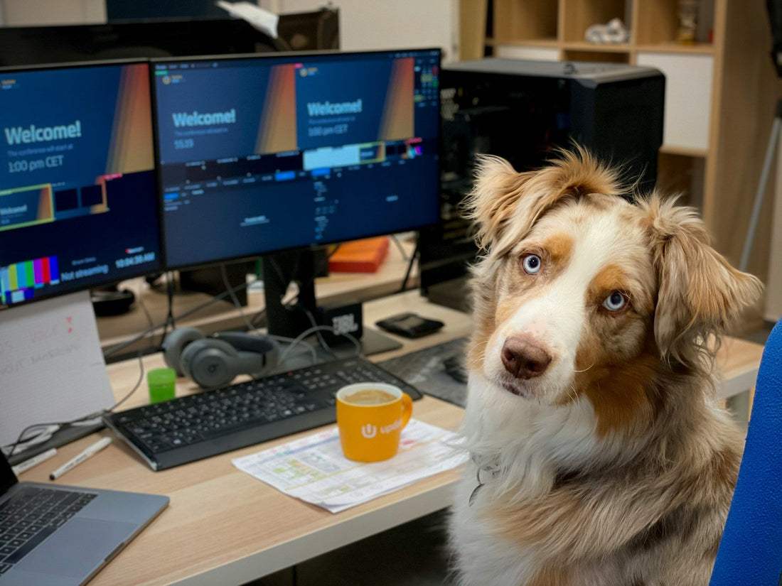 A brown and white dog sitting at a desk with a computer monitor. Pictuire by Pavel Herceg
