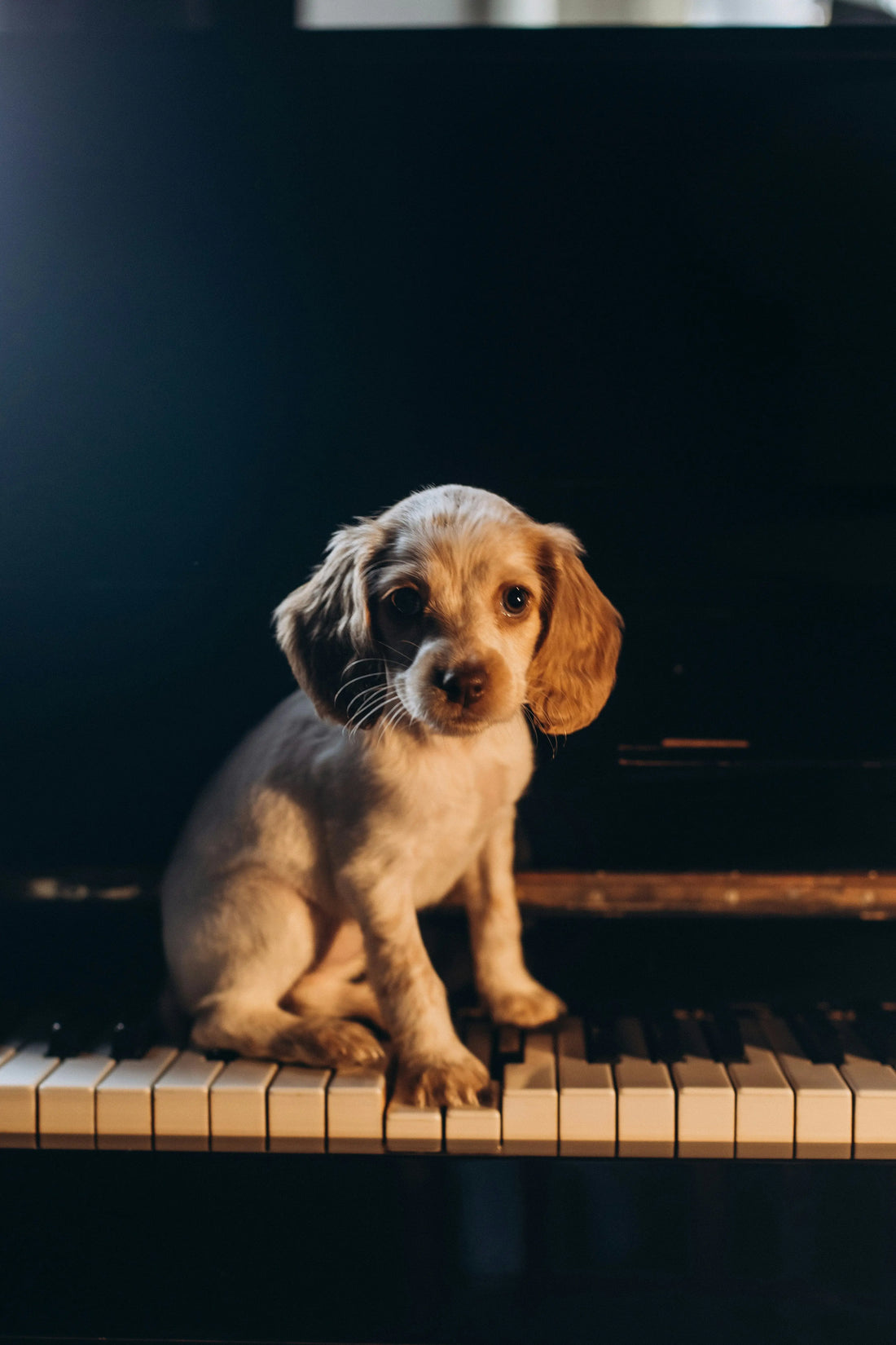 Does-my-dog-like-music Healthy Happy Dog