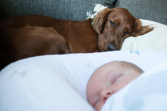 A dog sleeping next to a sleeping baby. Picture by Ryan Stone