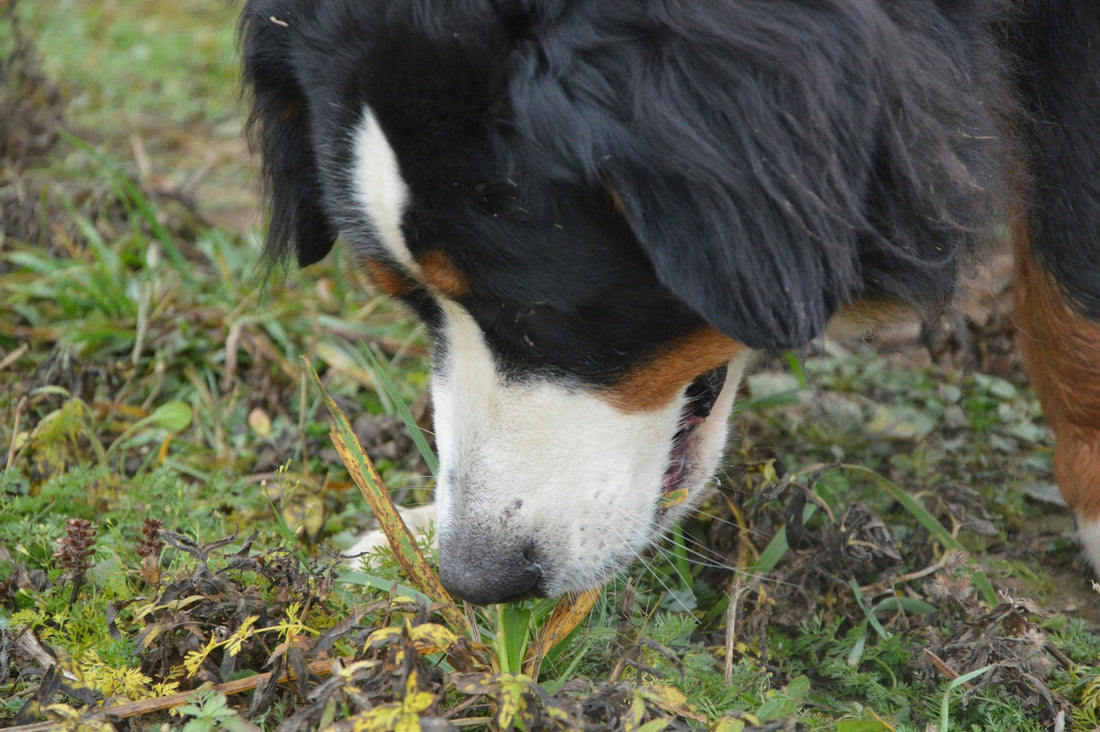A large Bernese Mountain Dog eating grass. Picture by Siarhei Valchok