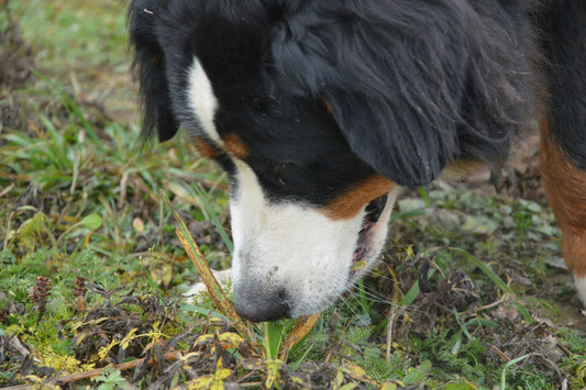 A large Bernese Mountain Dog eating grass. Picture by Siarhei Valchok