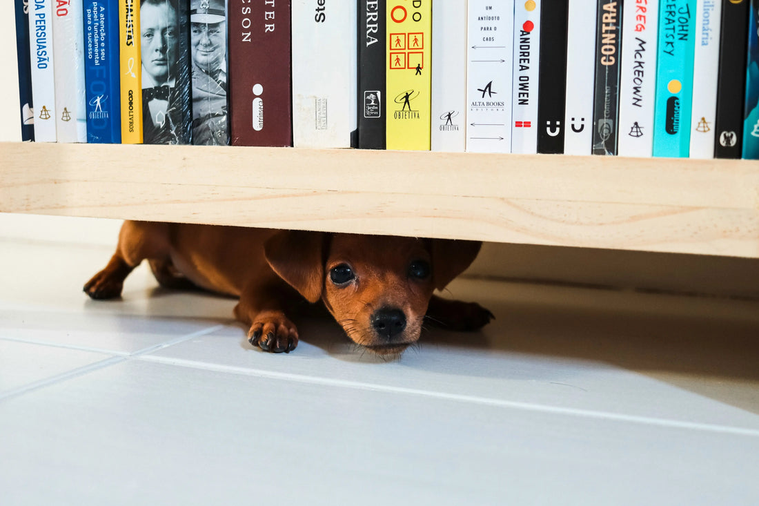 Why-does-my-dog-look-guilty-when-he-s-been-naughty Healthy Happy Dog