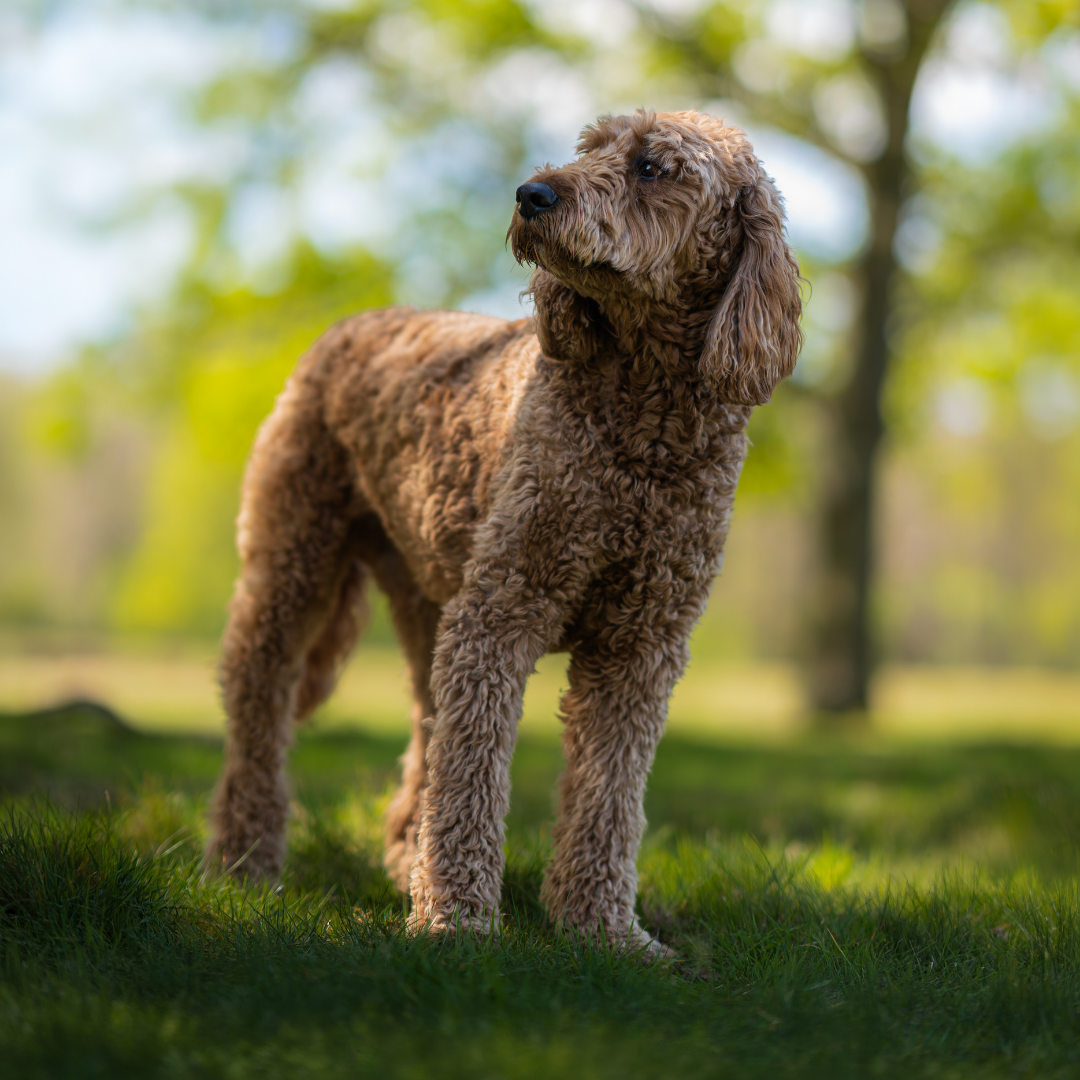 Brown dog standing on grass with a blurred natural background