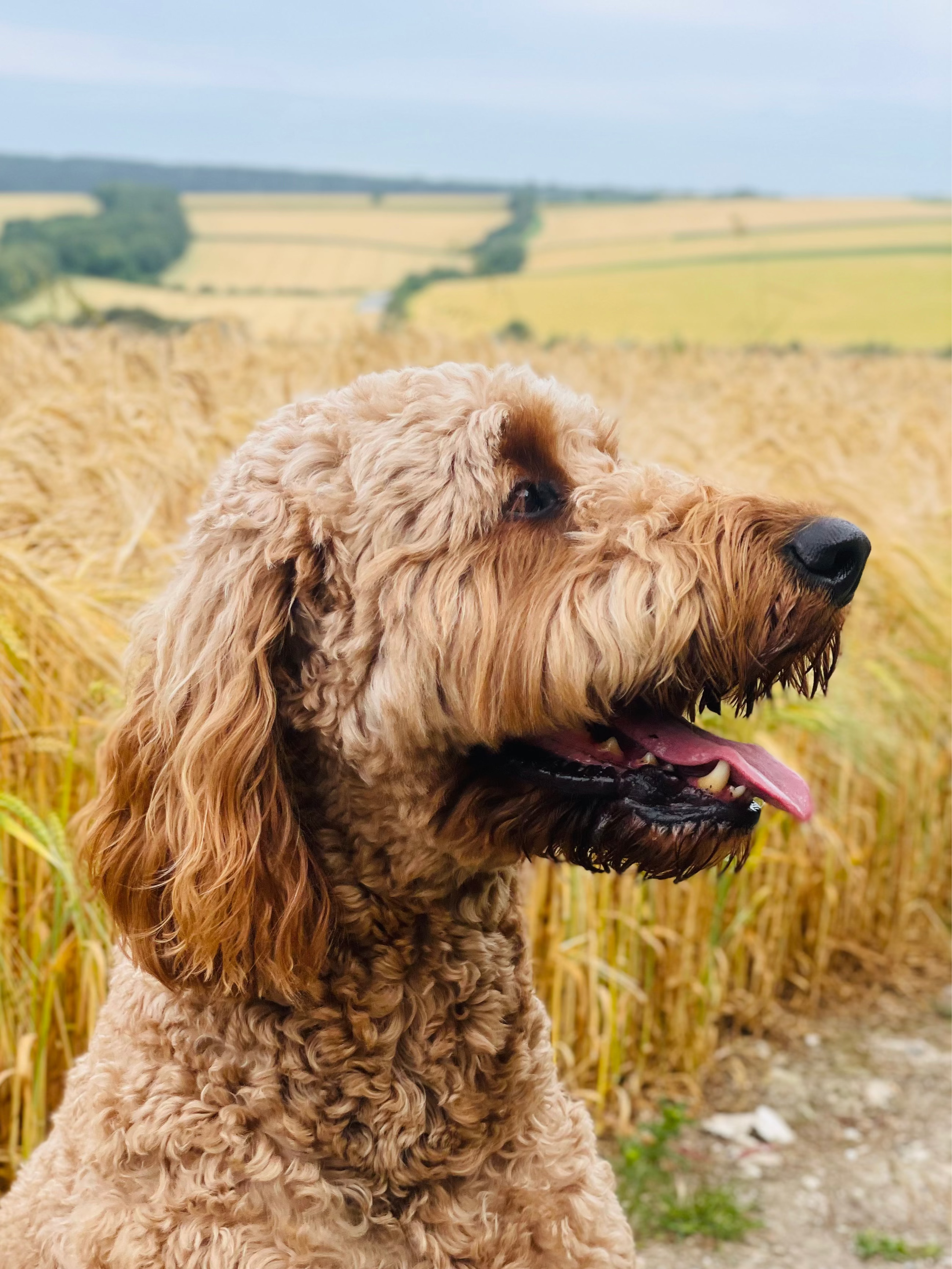 Dog sitting in a field of tall grass with a scenic background