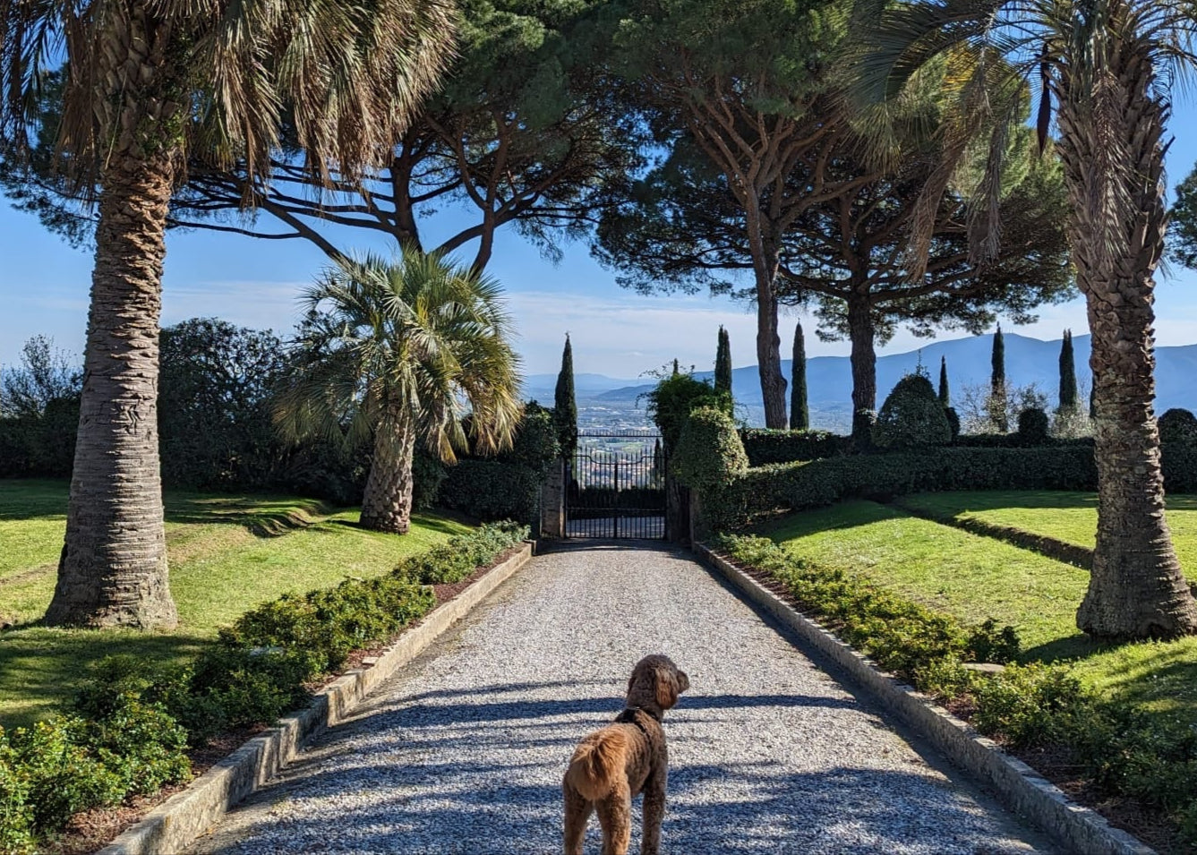 Garden with palm trees and a pathway leading to a gate with mountains in the background